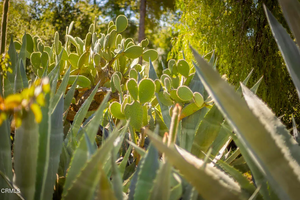 Ojai, California 93023, United States, ,Land,Active,99167