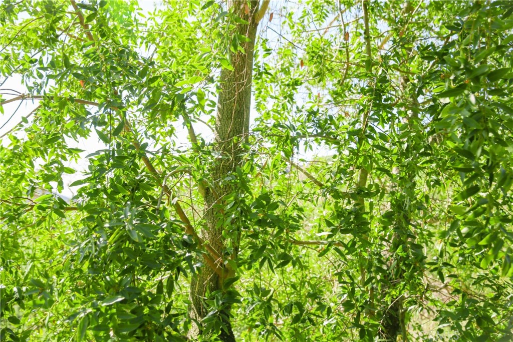 Cambria Rural(390) - Land