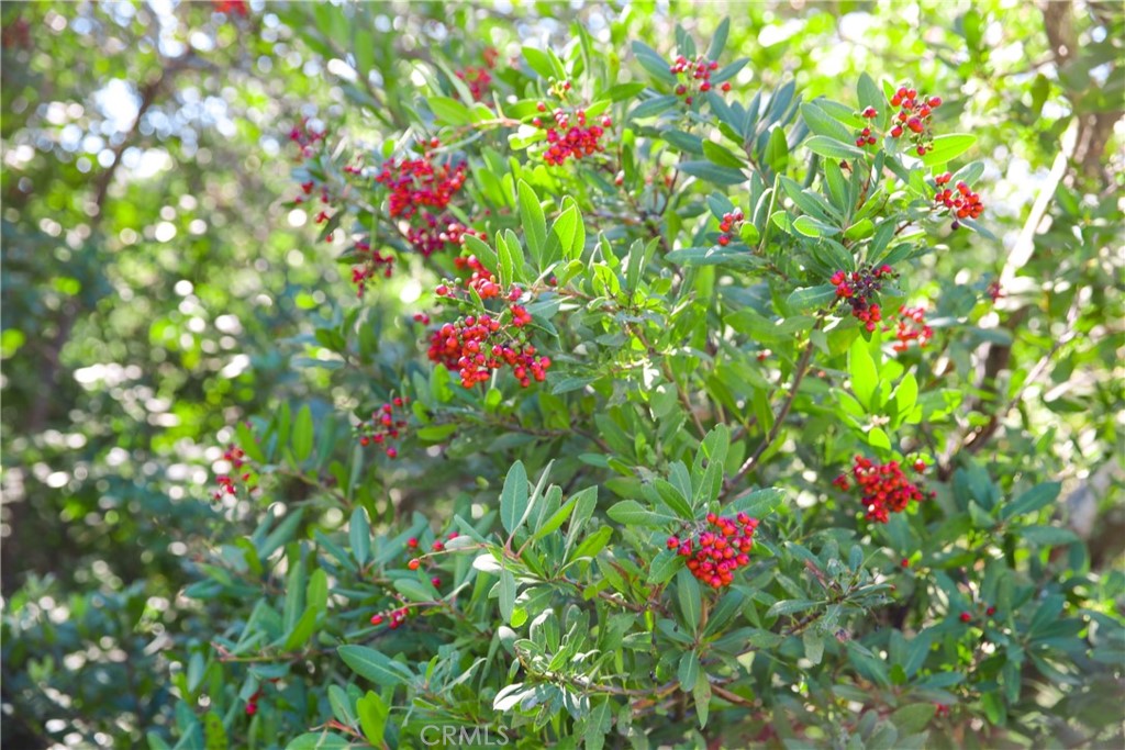Cambria Rural(390) - Land
