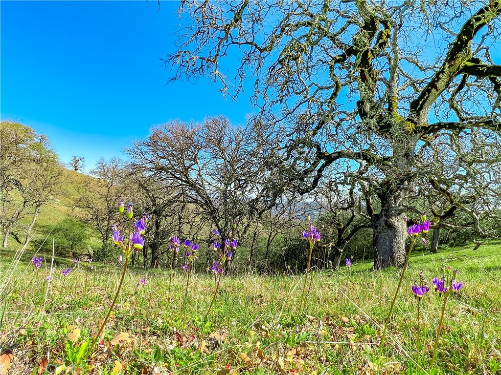 Cambria Rural(390) - Land