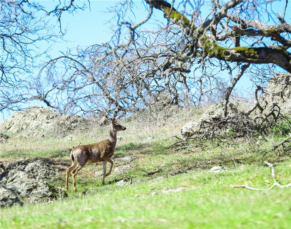 Cambria Rural(390) - Land
