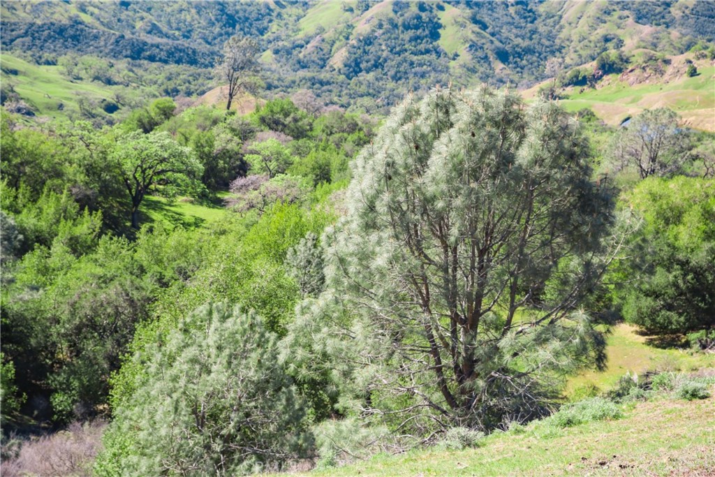 Cambria Rural(390) - Land