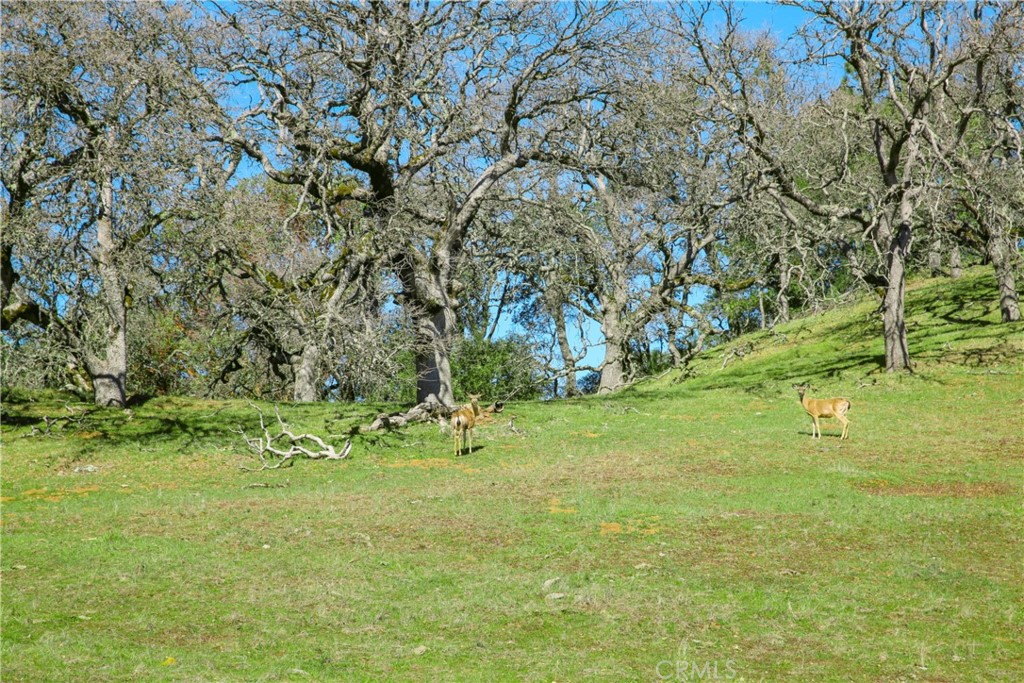 Cambria Rural(390) - Land