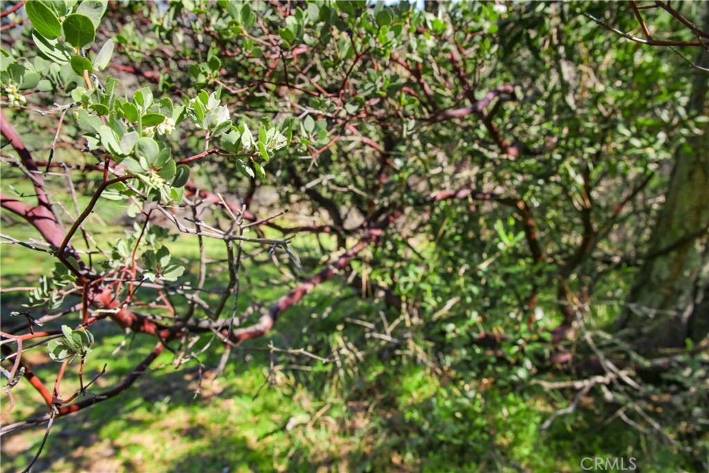 Cambria Rural(390) - Land