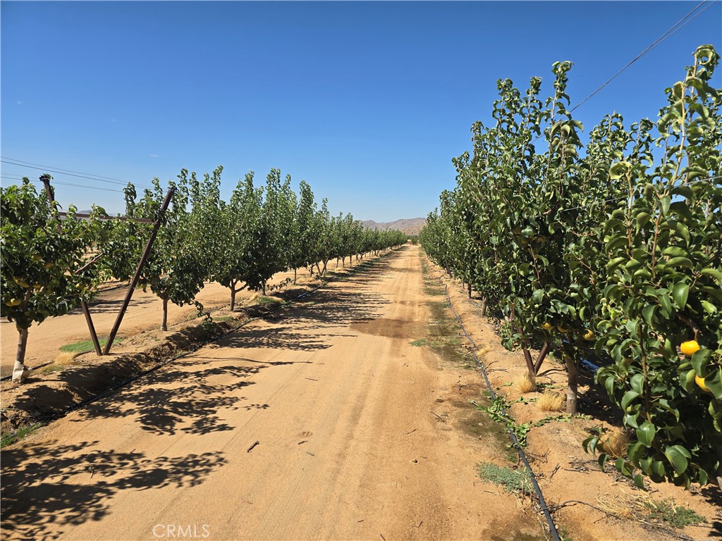 Great agricultural land opportunity! Investment Property!
Almost 20 Acres level lot with an established Cherry, Asian Pear, Shine Muscat Grape,Persimmon, Apple trees. Lot has a well.