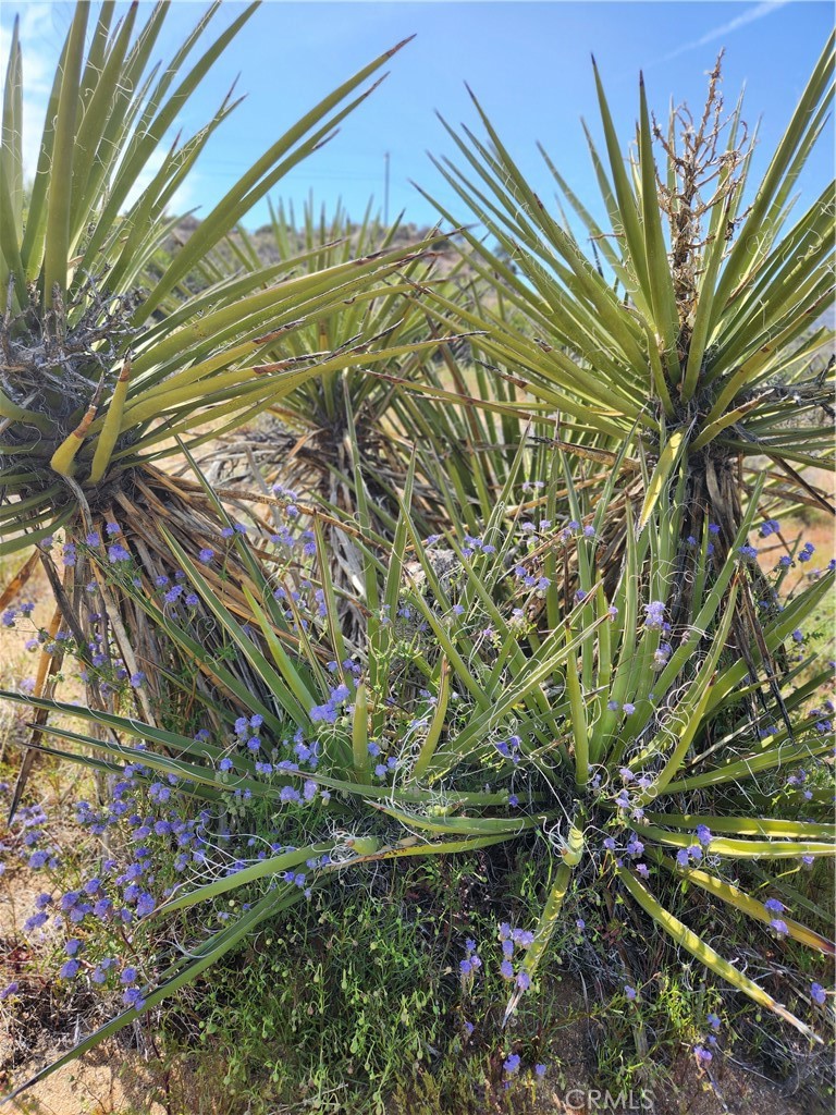 Pinyon Crest (32607) - Land