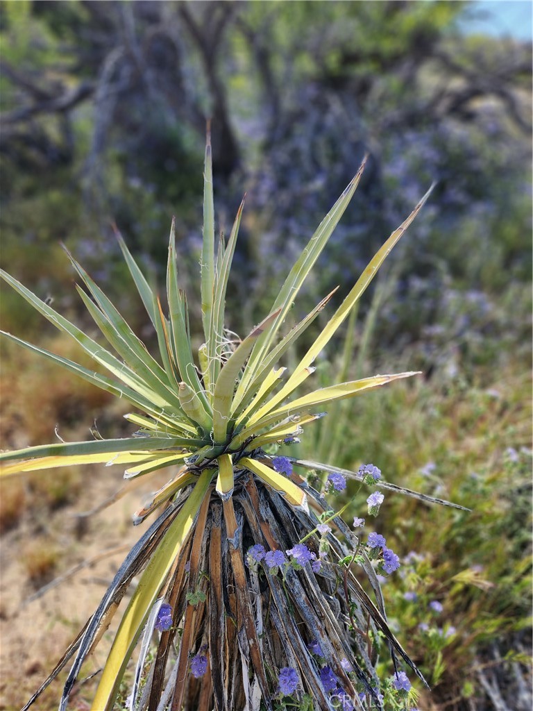 Pinyon Crest (32607) - Land