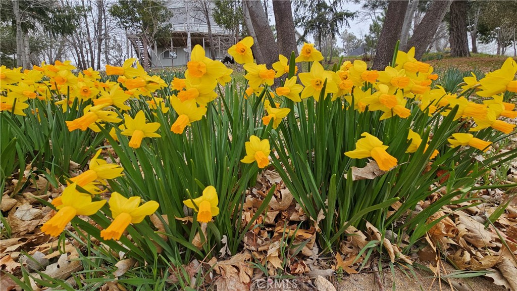 Smiley Park (SMPK) - Land