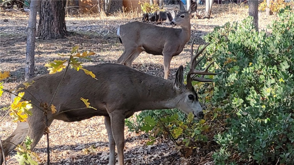 Smiley Park (SMPK) - Land