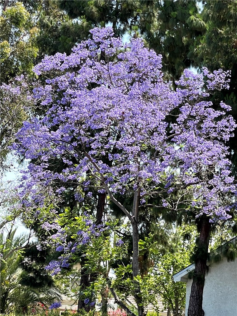 Willow Creek (WB) (WC) - Residential Lease