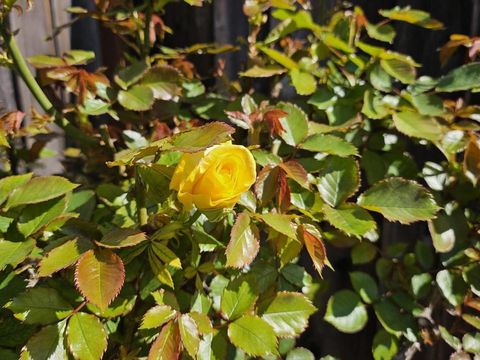 Tiny photo for 4426 Desin Drive, San Jose, CA 95118 (MLS # ML82037579)