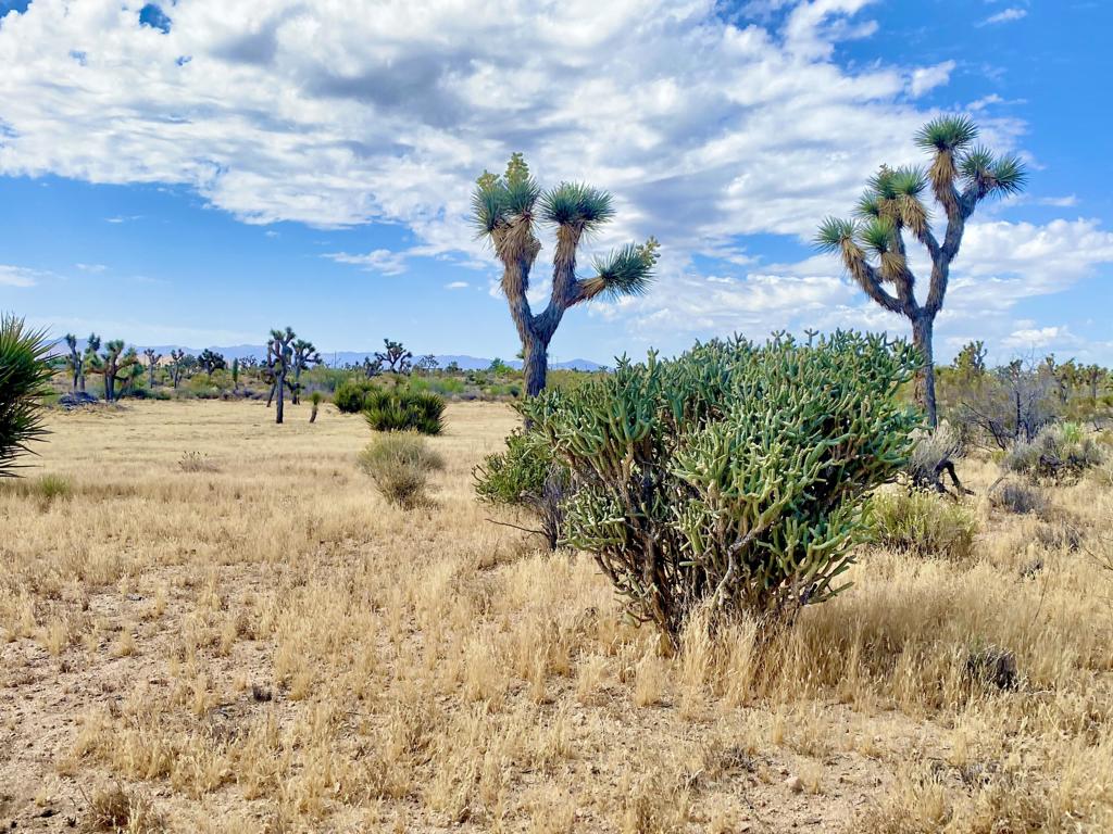 Not Applicable-1 - Land