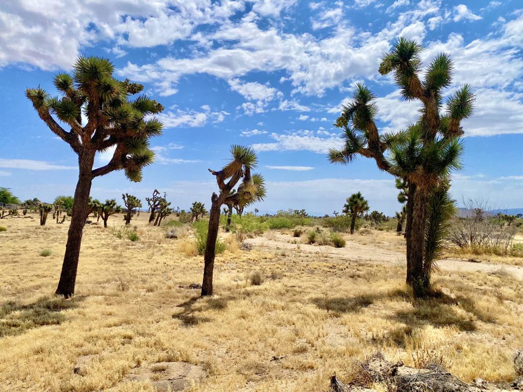 Not Applicable-1 - Land