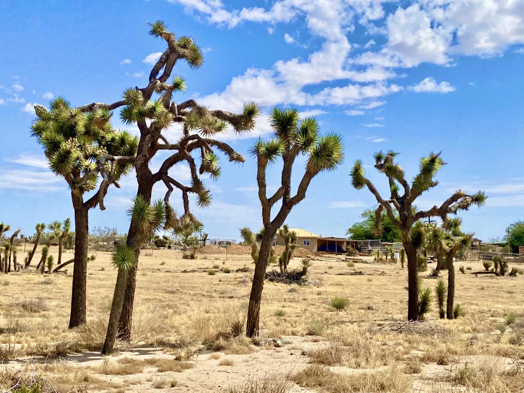 Not Applicable-1 - Land