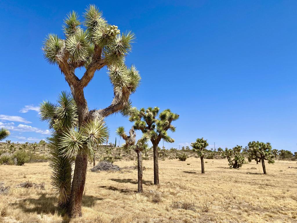 Not Applicable-1 - Land