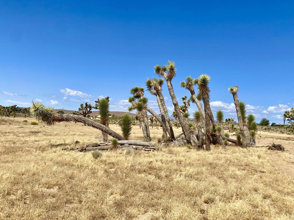 Not Applicable-1 - Land