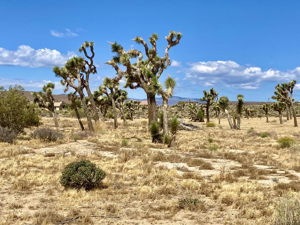 Not Applicable-1 - Land