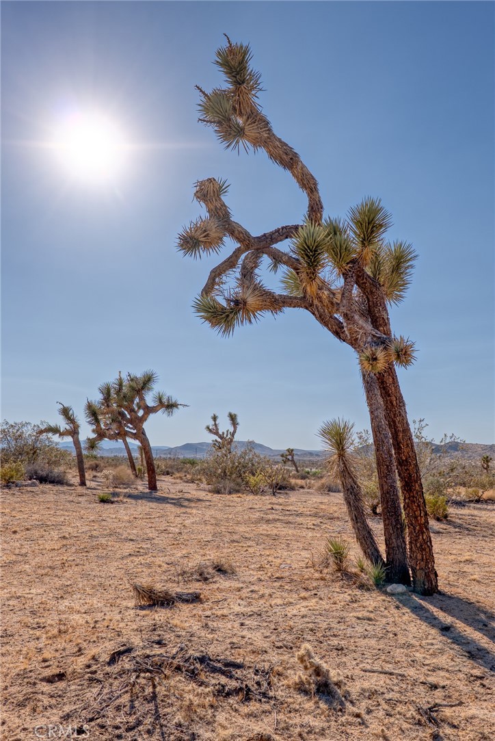 Located in the highly desirable Joshua Tree Village neighborhood, this 1.25-acre parcel offers an incredible opportunity to build your dream home in one of the most iconic areas of the High Desert. The lot sits on a gentle slope, offering beautiful views of Mt. Bartlett, Copper Mountain, and the surrounding boulder-dotted hills of the Little San Bernardino Mountains.
City water is available at the street, and other utilities appear to be nearby (buyer to verify). The land is adorned with native desert vegetation including mature Joshua Trees, cholla, yucca, and creosote, creating a peaceful and authentic desert setting ideal for stargazing and sunset watching.
Just minutes from the heart of downtown Joshua Tree, you’ll be close to local restaurants, organic cafes, shops, art galleries, and the legendary JT Saloon. The west entrance to Joshua Tree National Park is only a short drive away, making this a prime location for a full-time residence, weekend getaway, or potential short-term rental (buyer to verify zoning and use).
This lot offers the perfect balance of privacy, scenery, and walkable access to the unique culture and energy of Joshua Tree Village. Don’t miss this chance to own a piece of the desert in one of its most treasured neighborhoods.