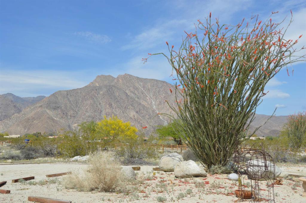 437 Ocotillo Circle
