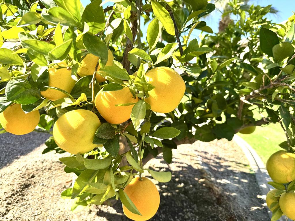 Sun City Shadow Hills (30921) - Residential