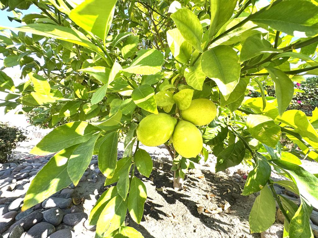 Sun City Shadow Hills (30921) - Residential