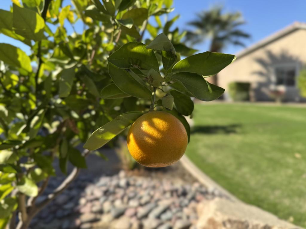 Sun City Shadow Hills (30921) - Residential