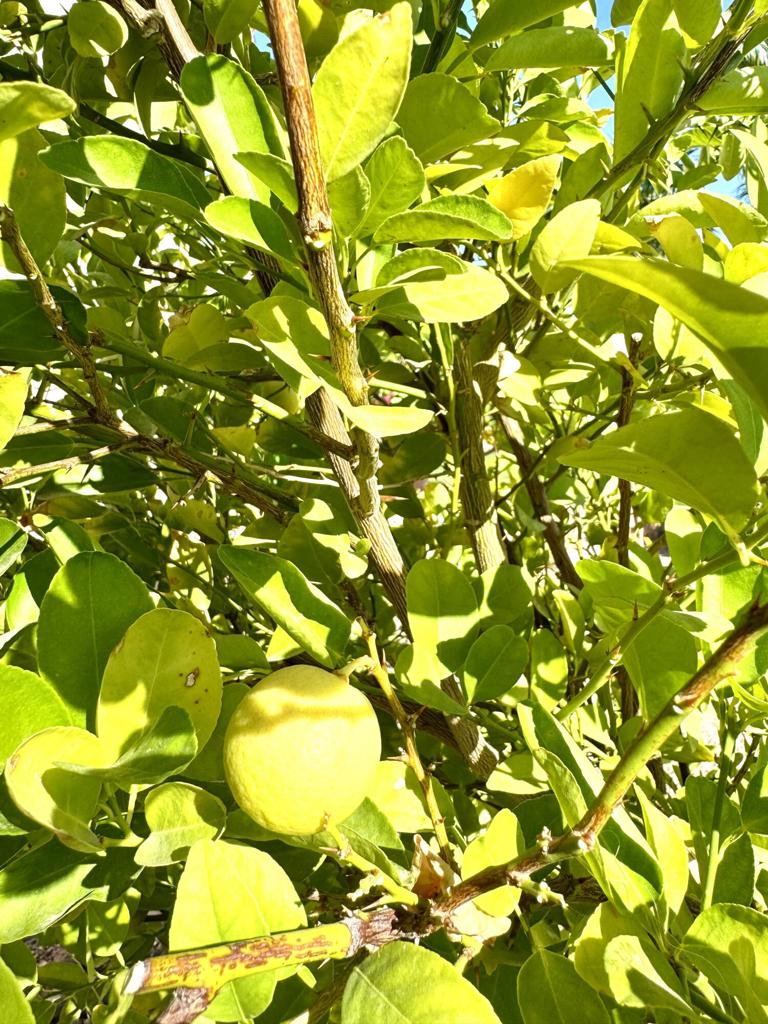 Sun City Shadow Hills (30921) - Residential