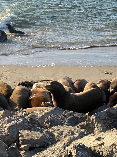 Tiny photo for 4344 Tradewinds Dr, Oxnard, CA 93035 (MLS # SR26004929)