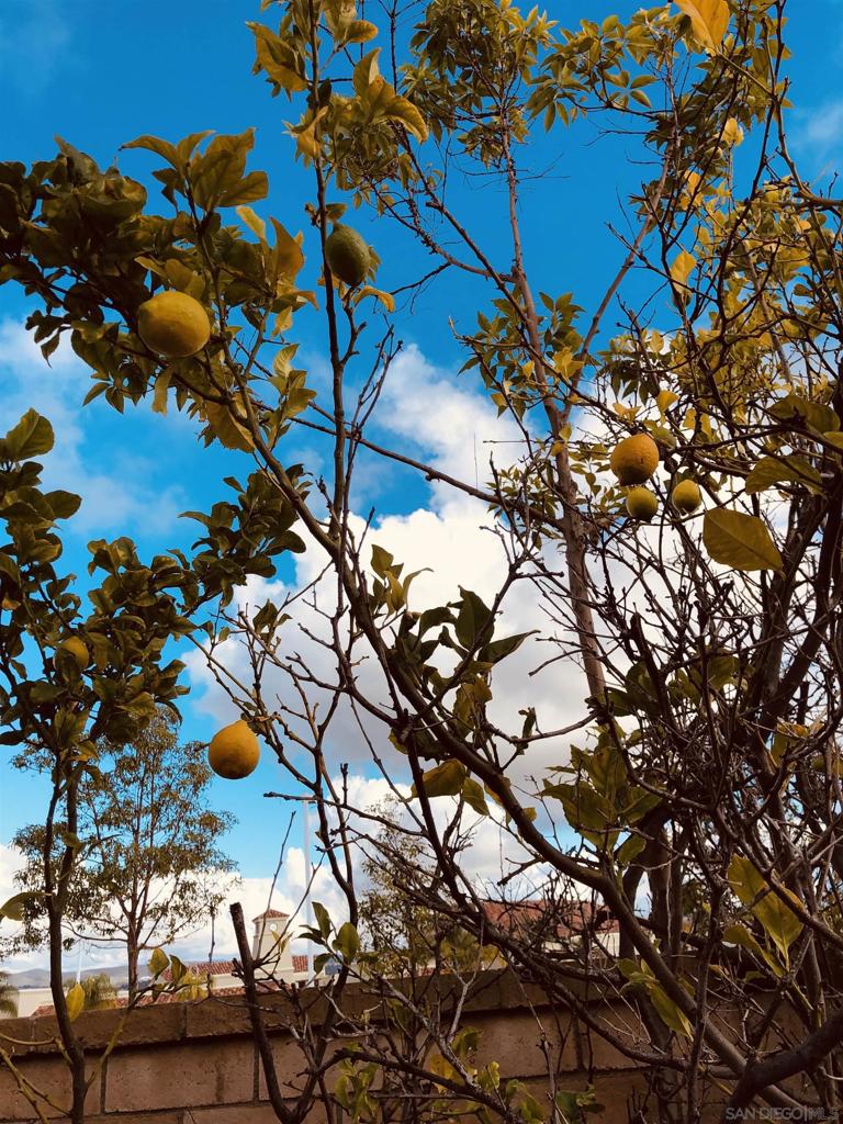 Carmel Valley - Residential Lease