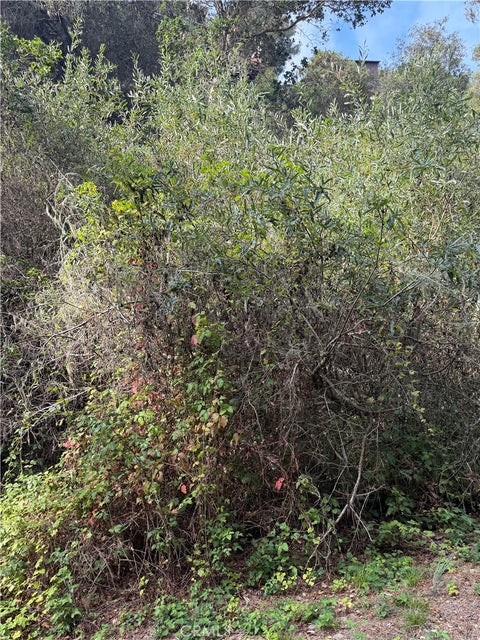 Tiny photo for 0 Sheffield Street, Cambria, CA 93428 (MLS # SC26179807)