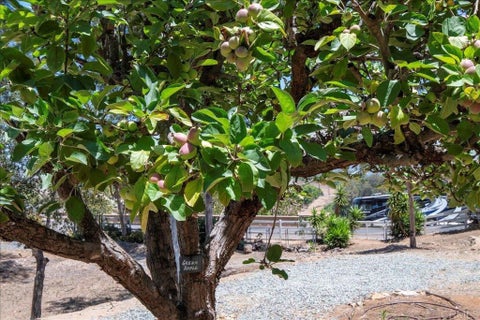 Tiny photo for 1238 Cedar Street, Ramona, CA 92065 (MLS # PTP2604333)