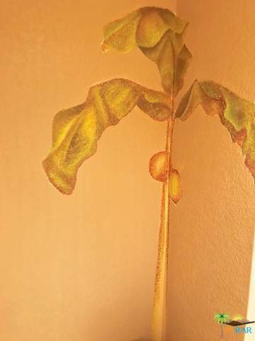 Mesquite Country Clu - Residential