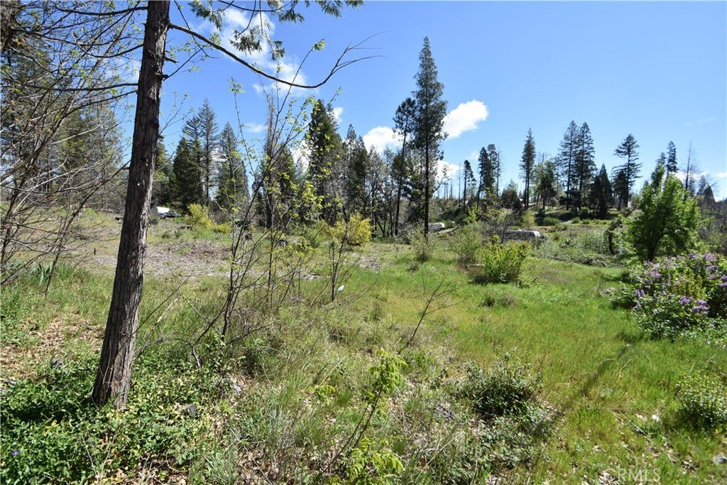 6 Sugar Pine