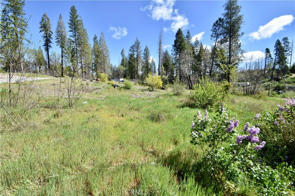 6 Sugar Pine