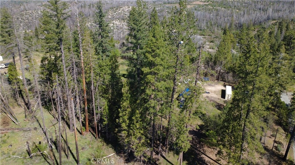 6 Sugar Pine