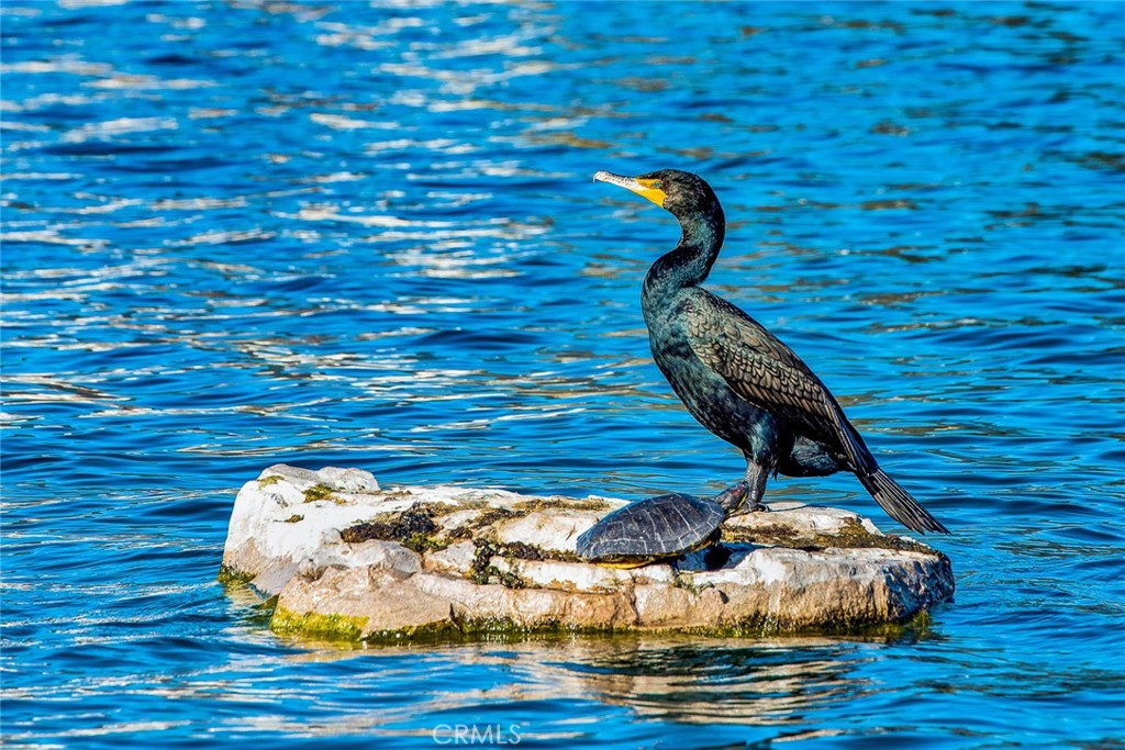 Montana Del Lago (MDL) - Residential