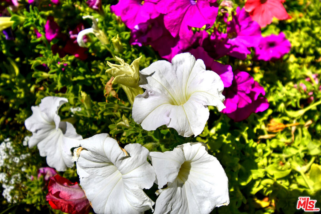 El Encanto - Residential