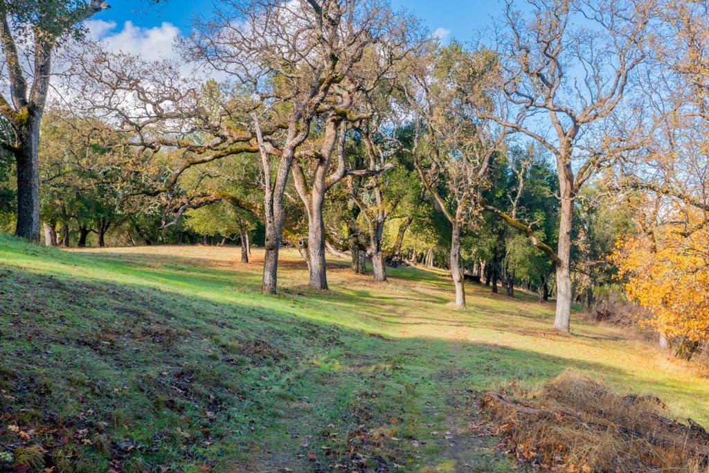 36 Arroyo Sequoia (Lot 117)