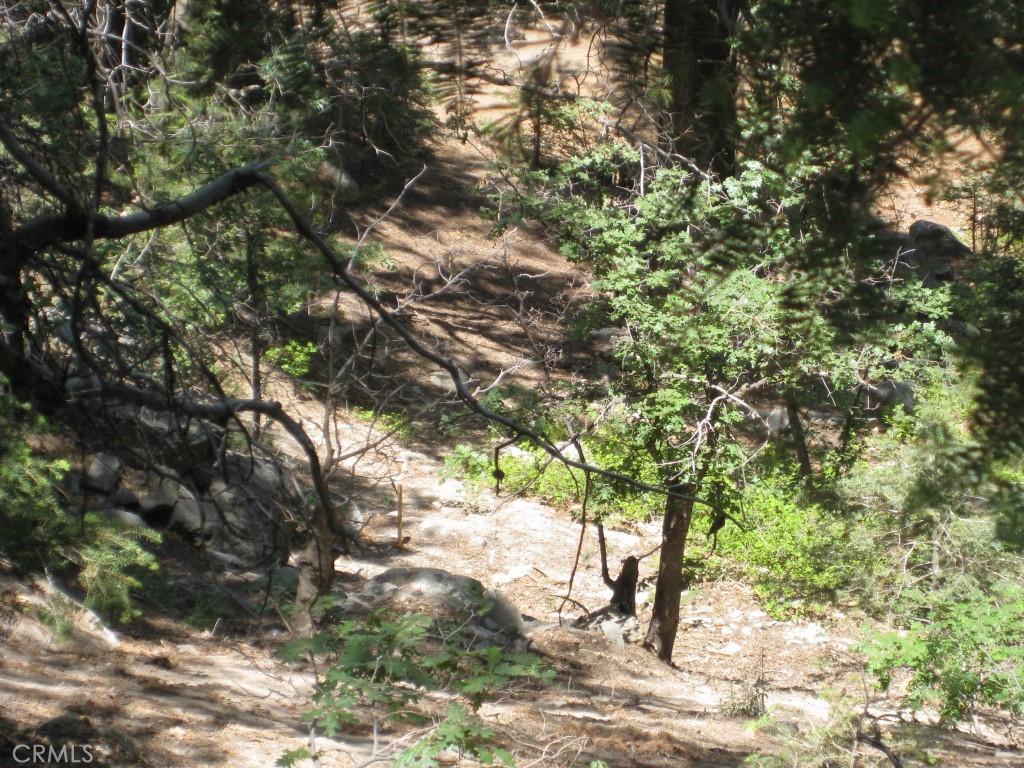 0 Forest Lane