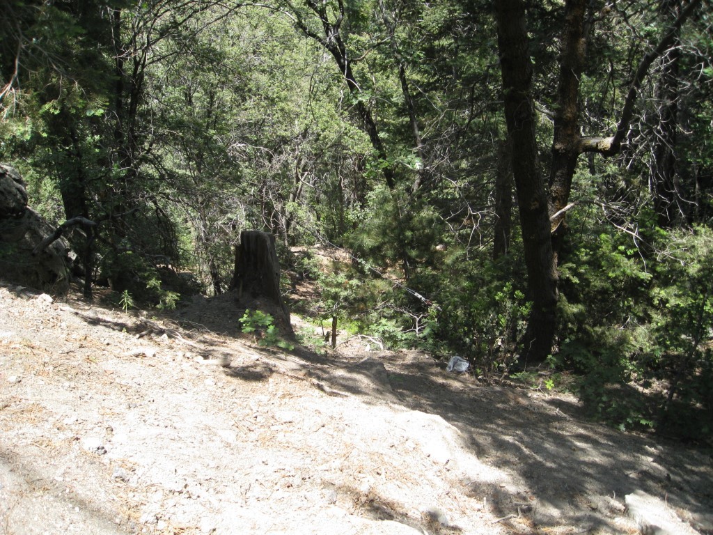 0 Forest Lane