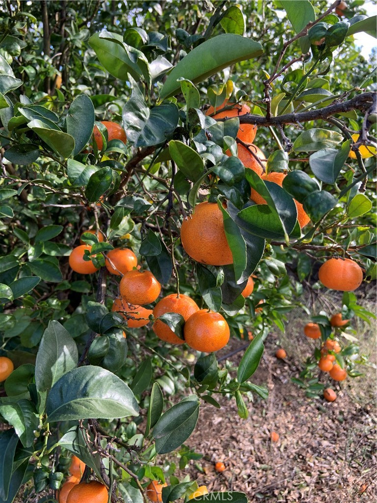 Come see this beautiful Tango farm with almost 40 acres of Mandarin Orange (Cuties). This is a young grove half at 8yrs old and the other at 9yrs old. The grove is professionally managed. There are a few wells on the property but not in current use. Must come and see!