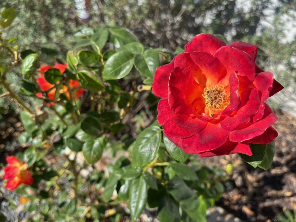 La Mesa - Residential