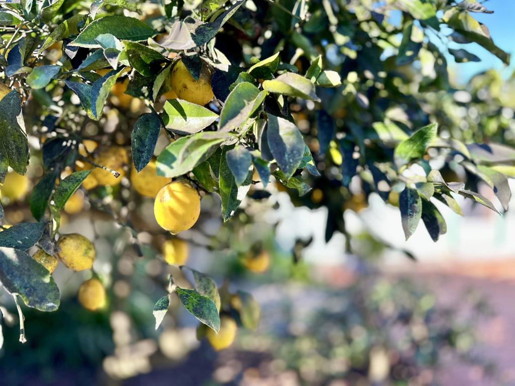 WESTBRAE - Residential