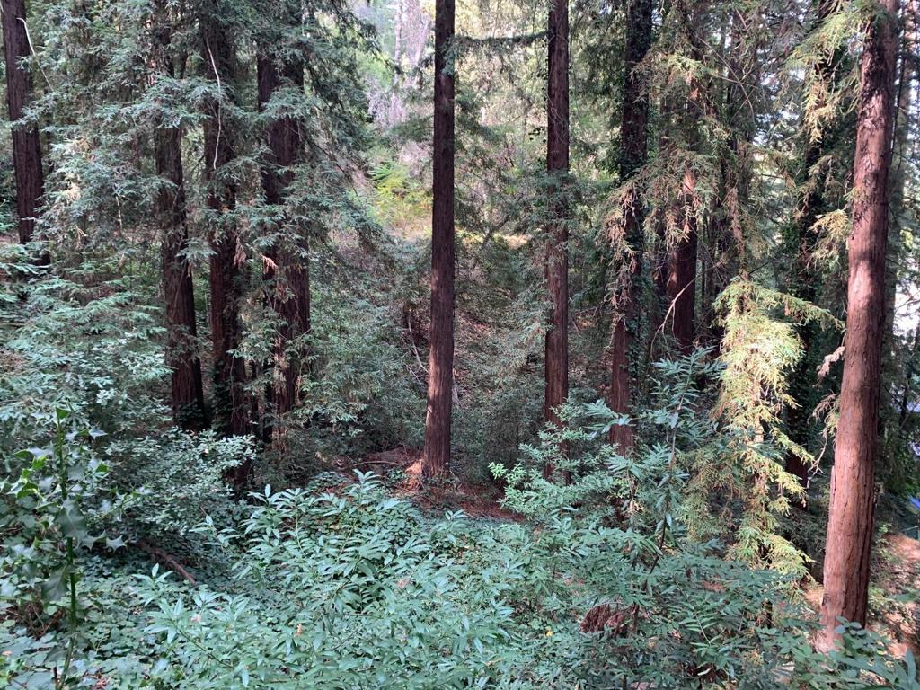Three adjacent APNS with a total of over 1.6 acres of beautiful land in a prime Los Gatos Mountains location surrounded by majestic and beautiful Oak, Redwood and Madrone trees. With public water and electric in the street, this is the perfect place for someone looking to build their dream home. Just 15 minutes from downtown Los Gatos, with top-rated Los Gatos schools, this lower Redwood Estates property will allow you to retreat to the mountains but stay within touching distance of all things Silicon Valley. The Redwood Estates Community includes parks & playgrounds, community pool, post office, market and Nonno's Restaurant. Also includes APN: 544-39-088 and 544-39-132. Call me to get private tour and learn about other similar properties I have listed. Thank you!
