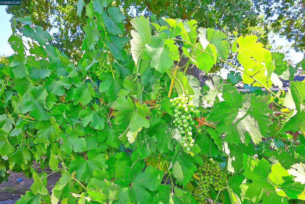 WALNUT HEIGHTS - Residential