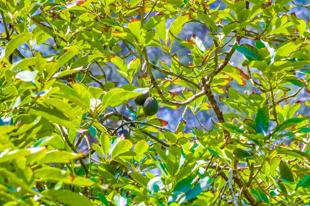 Mission Hills - Residential