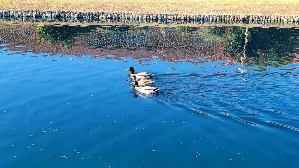 Indian Palms (31432) - Residential