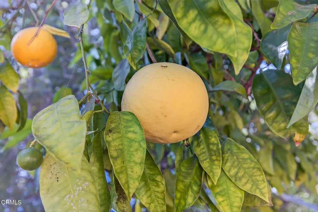 Ojai, California 93023, United States, 3 Bedrooms Bedrooms, ,2 BathroomsBathrooms,Residential,Active,171136