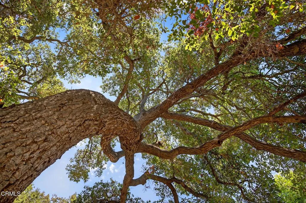 Ojai, California 93023, United States, 3 Bedrooms Bedrooms, ,2 BathroomsBathrooms,Residential,Active,171136