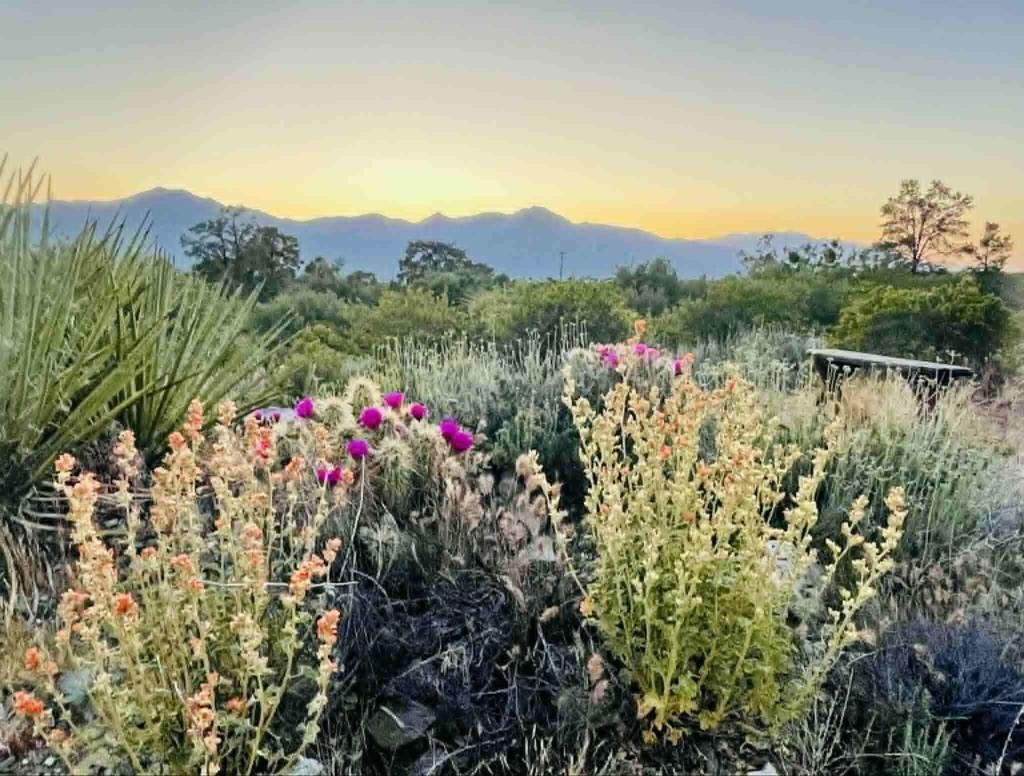 Generous 1-acre lot with flat, level ground in the heart of Pinyon, surrounded by resilient pinyon pines, junipers, and vibrant wild desert flora. Enjoy breathtaking panoramic vistas of the San Jacinto and Santa Rosa mountain ranges, valleys, and open skies, with extraordinary sunsets and starry night skies. Zoned for residential use with utilities nearby, this serene retreat offers peace and quiet while providing quick access to Palm Desert amenities. An incredible place to build a home.